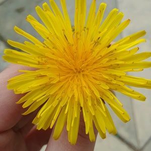 Meet your Posher, Leslie